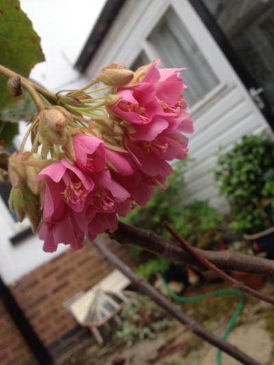 the-dombeya