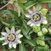 http://gardengrab.co.uk/post/70294940707
