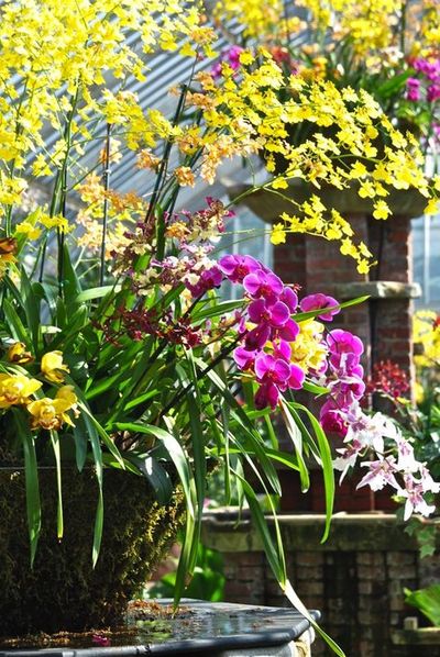 large-baskets-spill-over-with-a-variety-of-orchids