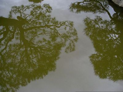 a-quick-guide-to-pond-maintenance