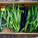 http://gardengrab.co.uk/post/66284188986