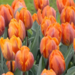http://gardengrab.co.uk/post/66472941552