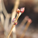 http://gardengrab.co.uk/post/45512186217
