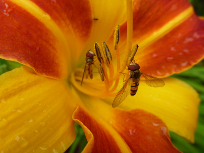 the-secret-lives-of-lillies