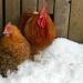 http://gardengrab.co.uk/post/42916240879