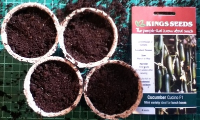 planting-cucumber-seeds