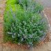 http://gardengrab.co.uk/post/52412211329