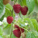 http://gardengrab.co.uk/post/59335088564