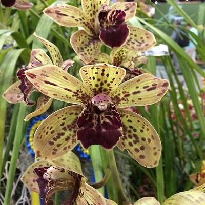 orchids