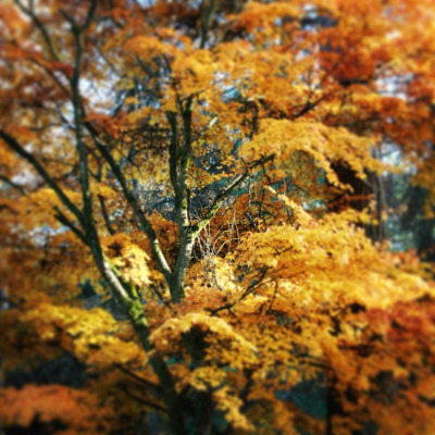 take-a-visit-this-autumn-to-the-magnificent