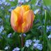 http://gardengrab.co.uk/post/43997946103