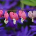 http://gardengrab.co.uk/post/70065801507