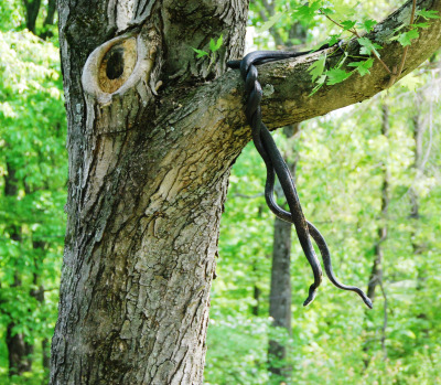 snakes-in-a-tree
