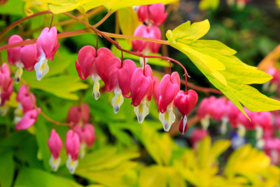 bleeding-hearts