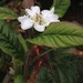 http://gardengrab.co.uk/post/66964659869