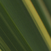 http://gardengrab.co.uk/post/66372829525