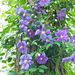 http://gardengrab.co.uk/post/55605578865