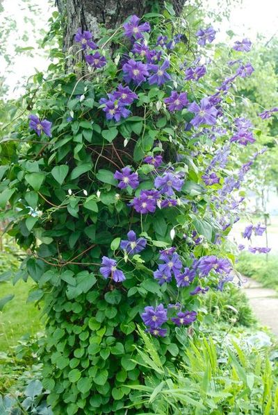 clematis-perle-d-azure-growing-up-a-mature