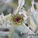 http://gardengrab.co.uk/post/57245947595