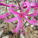 http://gardengrab.co.uk/post/58749180906