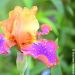 http://gardengrab.co.uk/post/52812930751