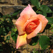 http://gardengrab.co.uk/post/60380184561