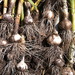 http://gardengrab.co.uk/post/66693121850