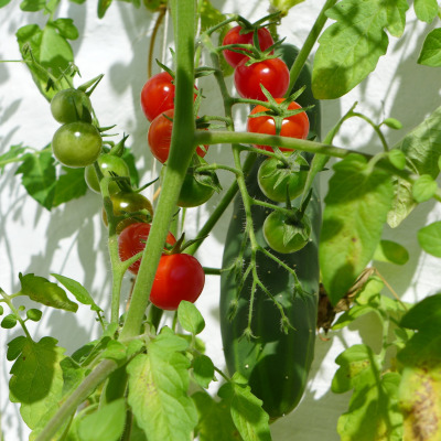 tomatoes-and-cucumbers-in-a-small-city-garden
