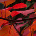 http://gardengrab.co.uk/post/64876697236