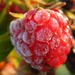 http://gardengrab.co.uk/post/66860352532