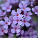 http://gardengrab.co.uk/post/58912040140