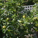 http://gardengrab.co.uk/post/59973424066