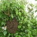 http://gardengrab.co.uk/post/45197810559