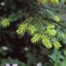 http://gardengrab.co.uk/post/72237871750