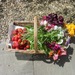 http://gardengrab.co.uk/post/55602215983