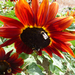 http://gardengrab.co.uk/post/59112139779