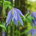 http://gardengrab.co.uk/post/45210298319