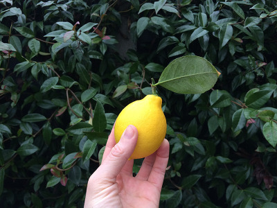 holy-amalfi-ive-grown-a-lemon