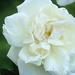 http://gardengrab.co.uk/post/71851776437