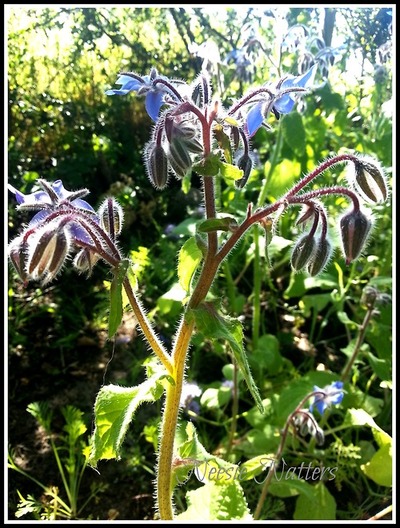 wildflowers-grown-from-my-bee-mat
