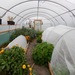 http://gardengrab.co.uk/post/66093915623