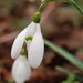 http://gardengrab.co.uk/post/44302327555