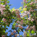 http://gardengrab.co.uk/post/53031354474