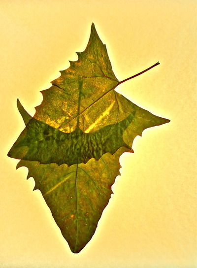 red-orach-leaves