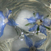 http://gardengrab.co.uk/post/55777280974