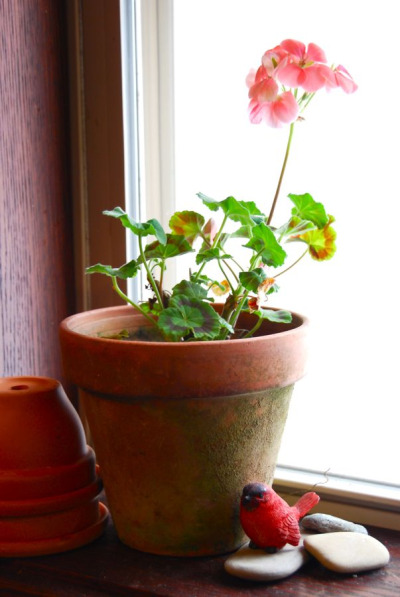 winter-blooms-from-the-pelargonium-on-the-kitchen
