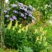 http://gardengrab.co.uk/post/52727254522