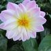 http://gardengrab.co.uk/post/65936387593