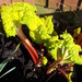 http://gardengrab.co.uk/post/45196361218