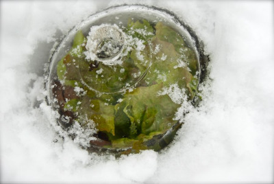 a-loose-leaf-salad-kept-safe-from-snow-in-the